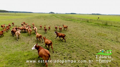 INICIO GADO TOP.00_02_21_03.Quadro033_69d45148673af5bb0b50364f3f7513f61d906260.jpg